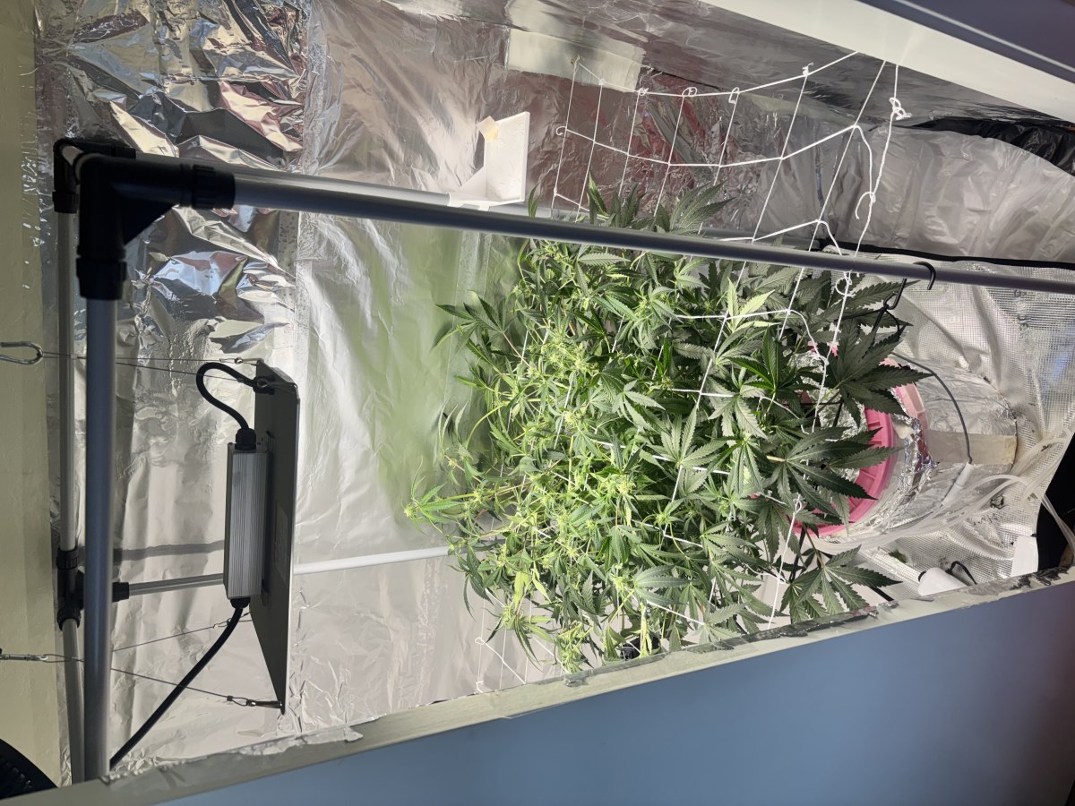 bbs-grow-diaries/blimburnseeds-com/user-52849/d24ead82af227138