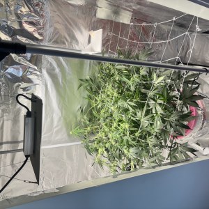 bbs-grow-diaries/blimburnseeds-com/user-52849/d24ead82af227138