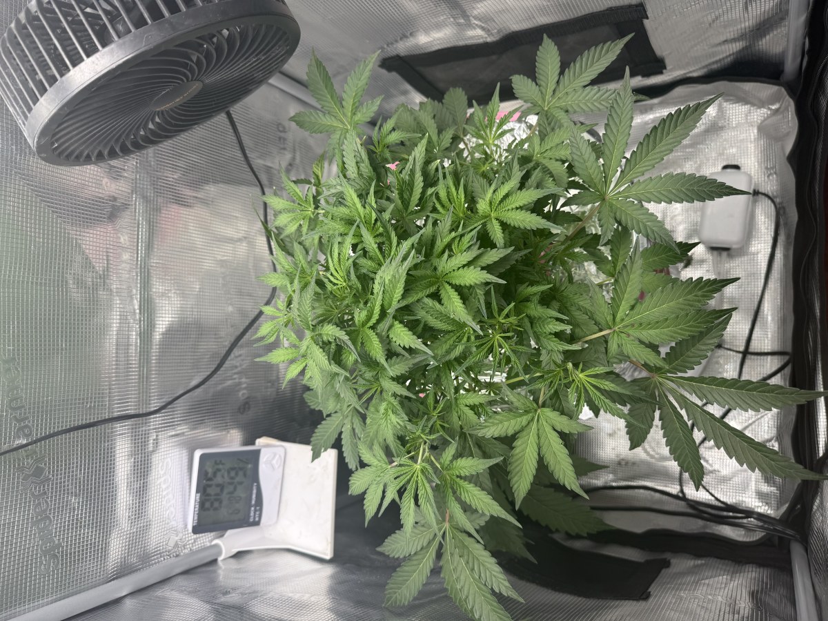 bbs-grow-diaries/blimburnseeds-com/user-52849/ee828d45cb04d528