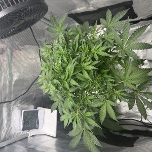bbs-grow-diaries/blimburnseeds-com/user-52849/ee828d45cb04d528