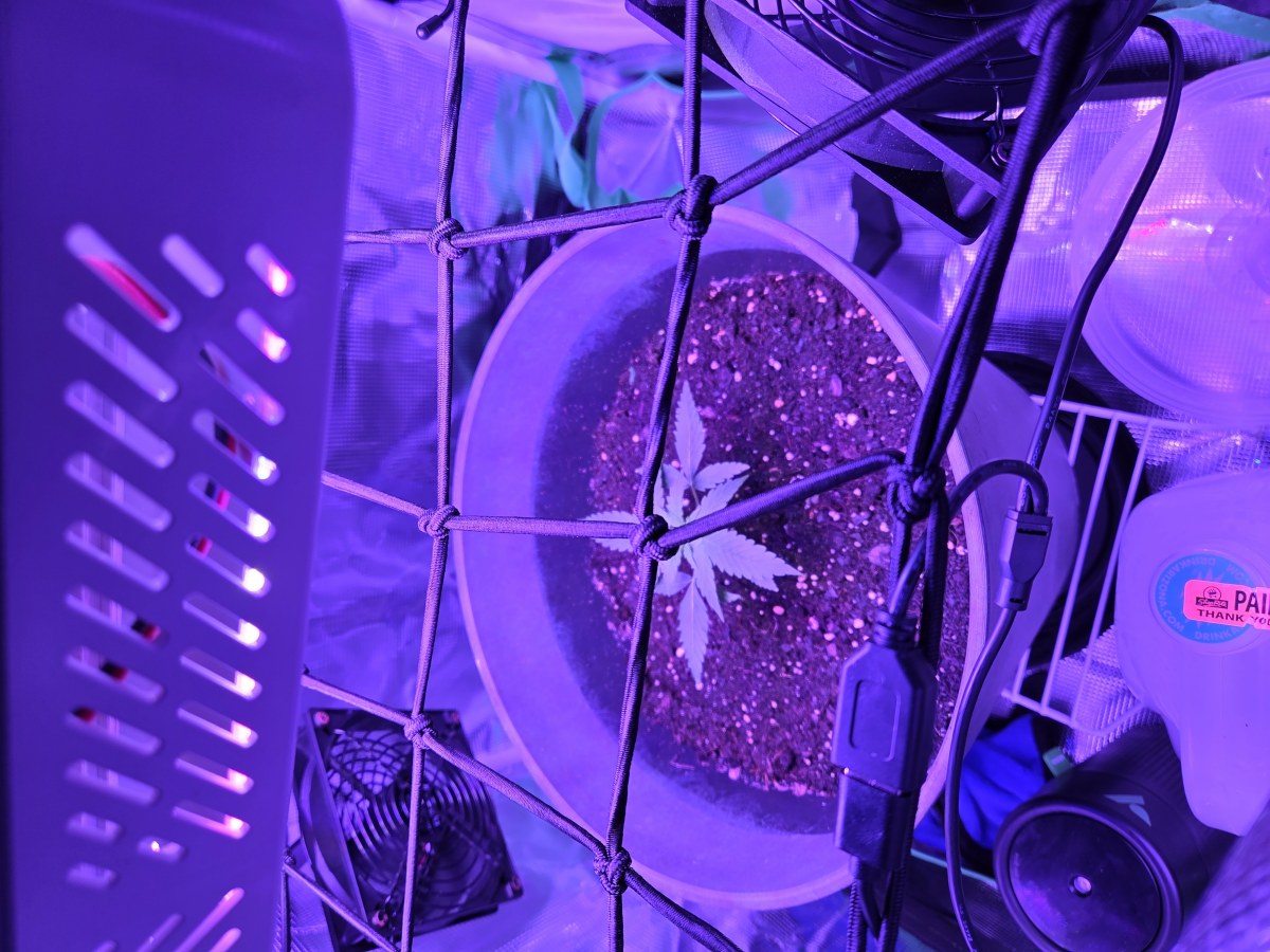 bbs-grow-diaries/blimburnseeds-com/user-53185/03fd08d97255bb92
