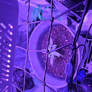 bbs-grow-diaries/blimburnseeds-com/user-53185/03fd08d97255bb92