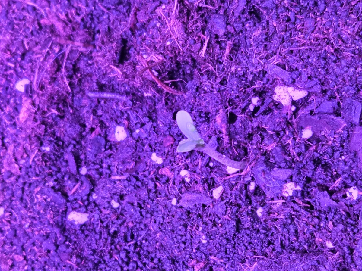 bbs-grow-diaries/blimburnseeds-com/user-53185/2face7d799100eca