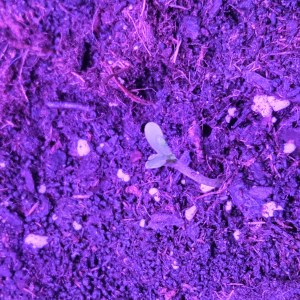 bbs-grow-diaries/blimburnseeds-com/user-53185/2face7d799100eca