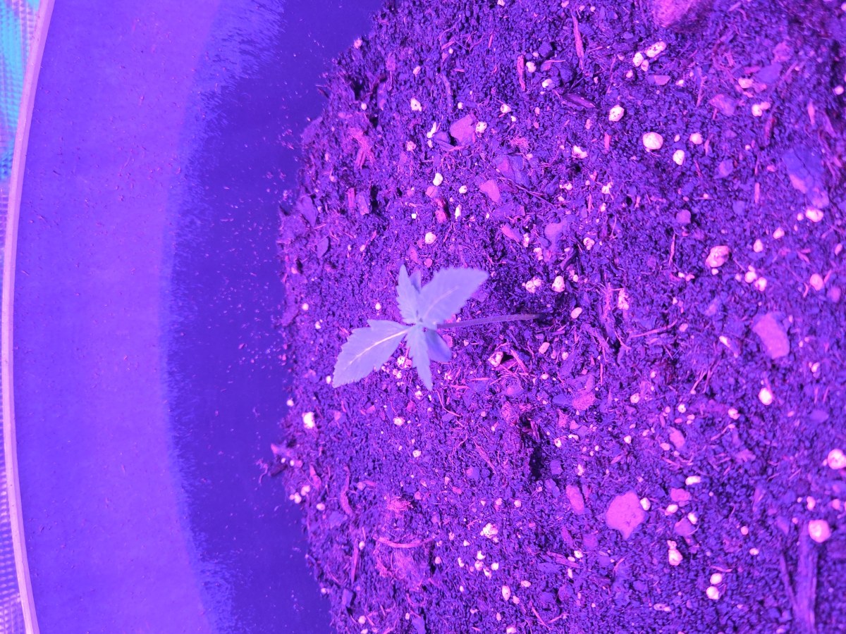 bbs-grow-diaries/blimburnseeds-com/user-53185/5ca8a5fa856ba925