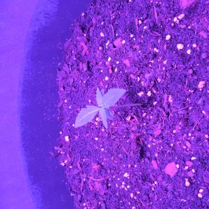 bbs-grow-diaries/blimburnseeds-com/user-53185/5ca8a5fa856ba925
