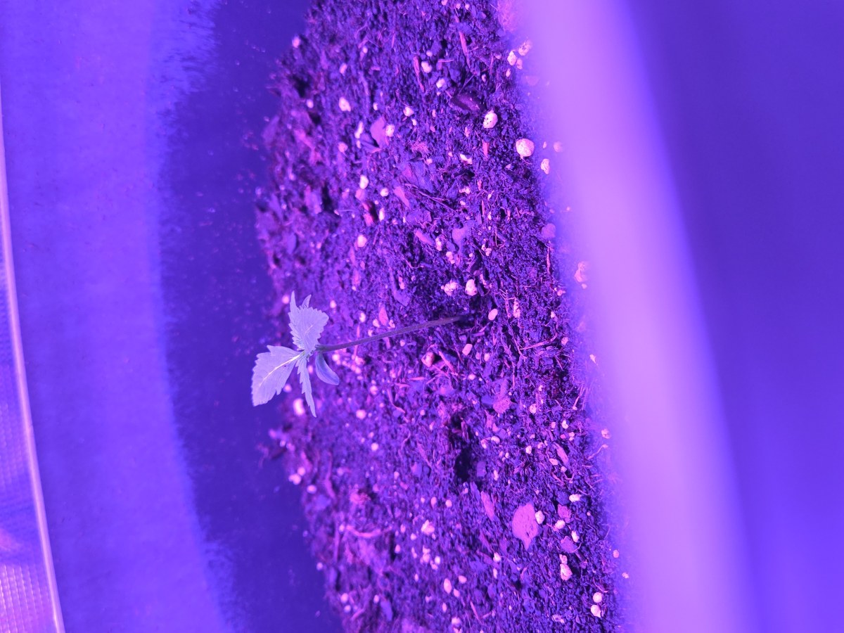bbs-grow-diaries/blimburnseeds-com/user-53185/691d8d6d4d1f595e