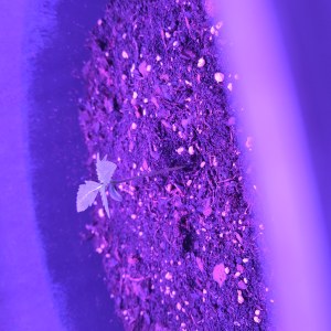 bbs-grow-diaries/blimburnseeds-com/user-53185/691d8d6d4d1f595e