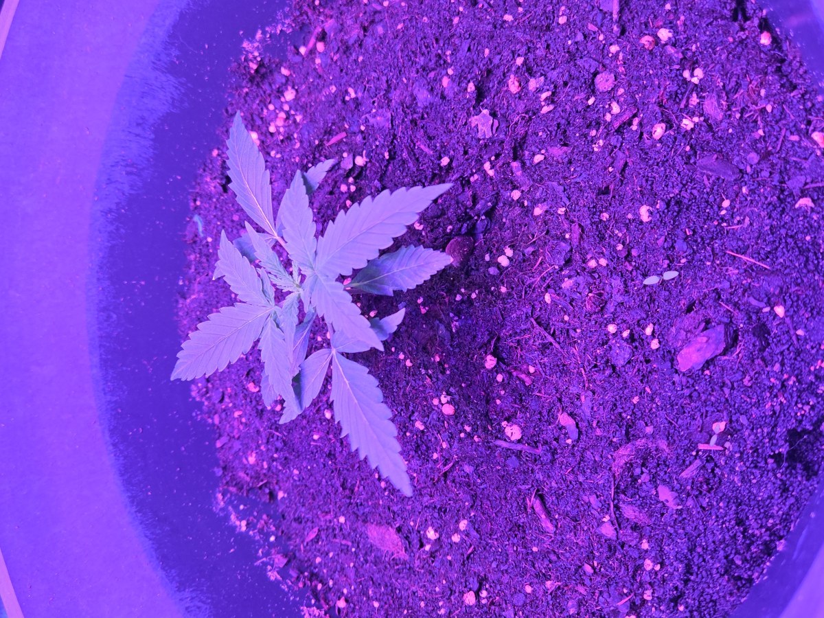 bbs-grow-diaries/blimburnseeds-com/user-53185/7df3f2a4fcdb87ef