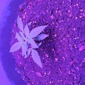 bbs-grow-diaries/blimburnseeds-com/user-53185/7df3f2a4fcdb87ef