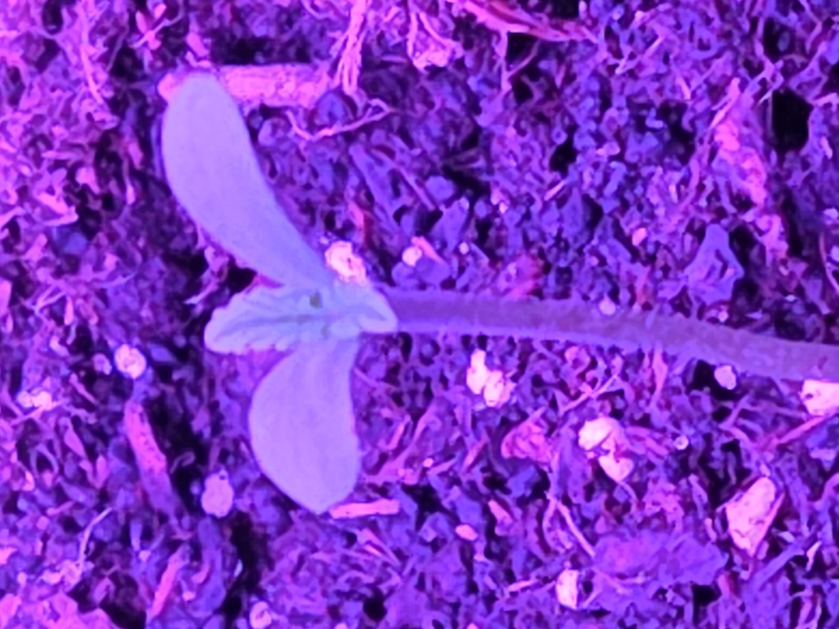 bbs-grow-diaries/blimburnseeds-com/user-53185/f1abd5bdc26d1528