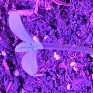 bbs-grow-diaries/blimburnseeds-com/user-53185/f1abd5bdc26d1528