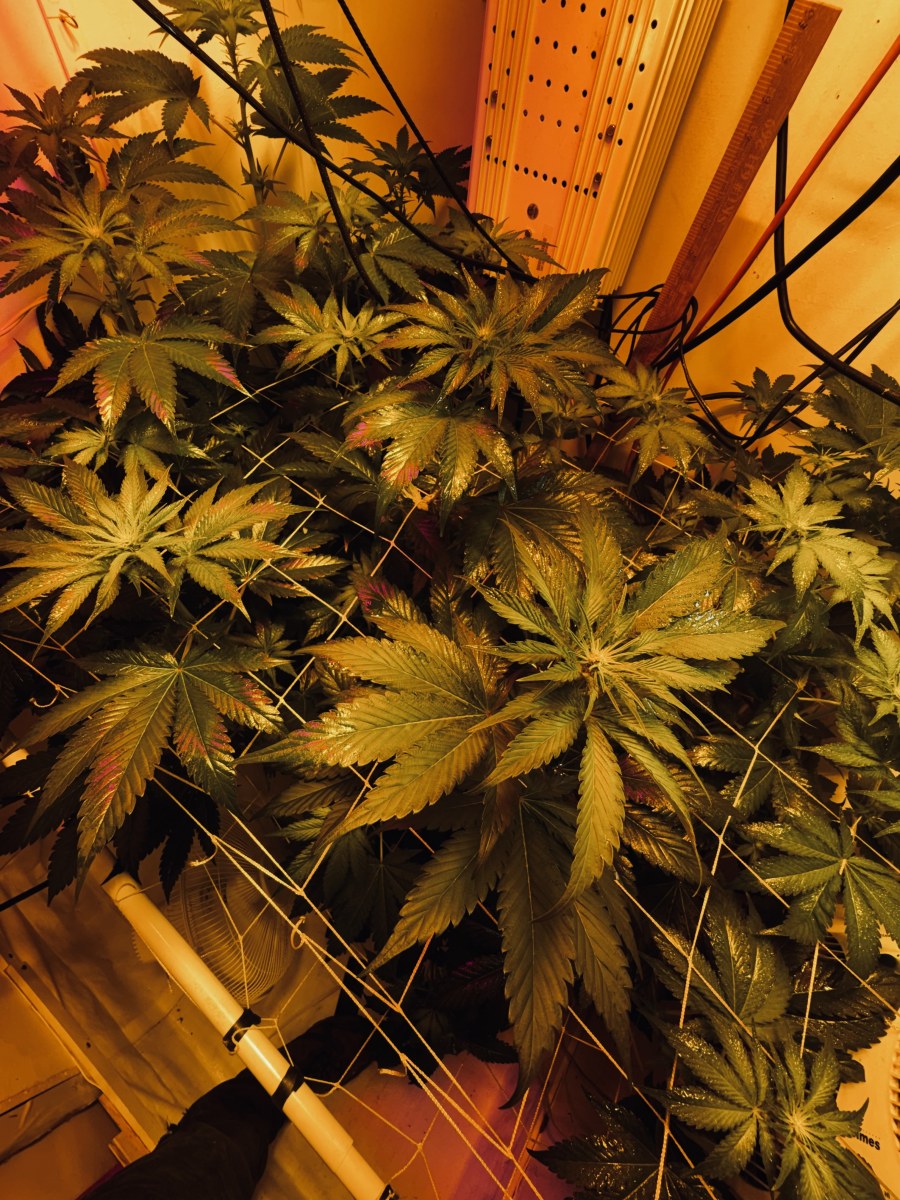 bbs-grow-diaries/blimburnseeds-com/user-53356/3789d139a7bb7d0d