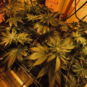 bbs-grow-diaries/blimburnseeds-com/user-53356/3789d139a7bb7d0d