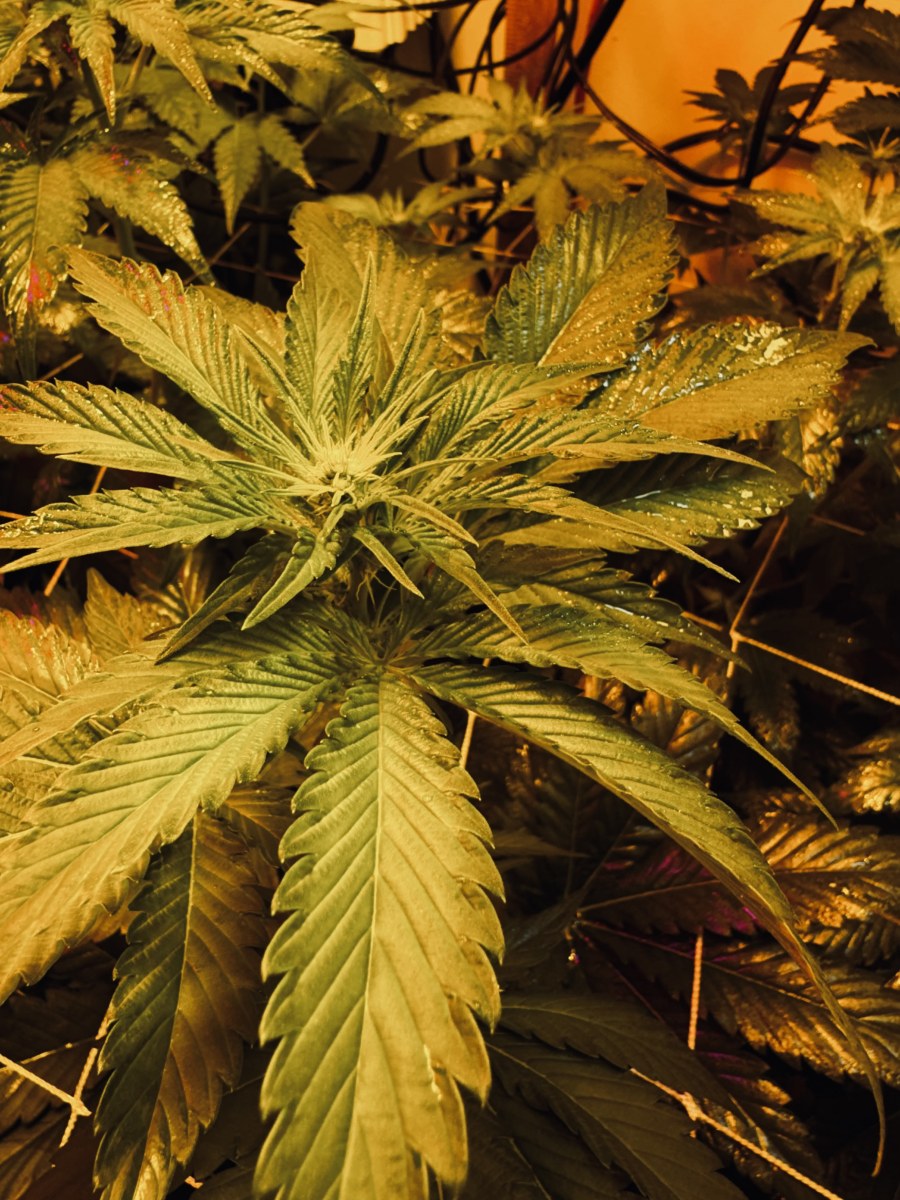 bbs-grow-diaries/blimburnseeds-com/user-53356/477f082fb6412ee9