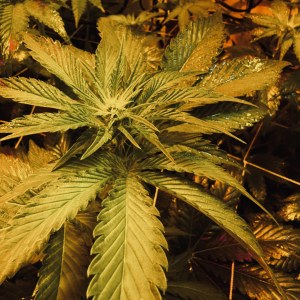 bbs-grow-diaries/blimburnseeds-com/user-53356/477f082fb6412ee9