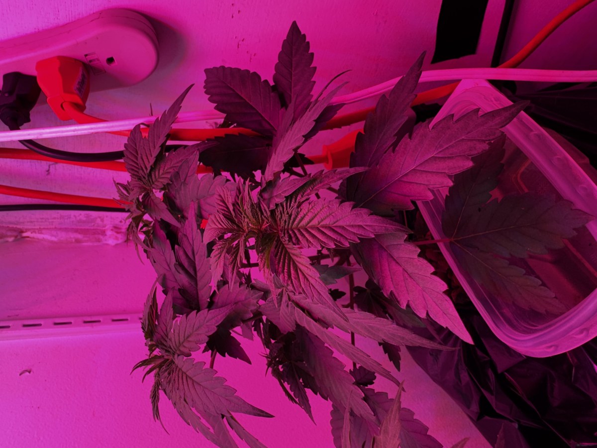 bbs-grow-diaries/blimburnseeds-com/user-53356/665b60092baa016c