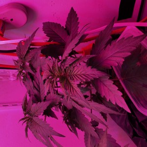 bbs-grow-diaries/blimburnseeds-com/user-53356/665b60092baa016c