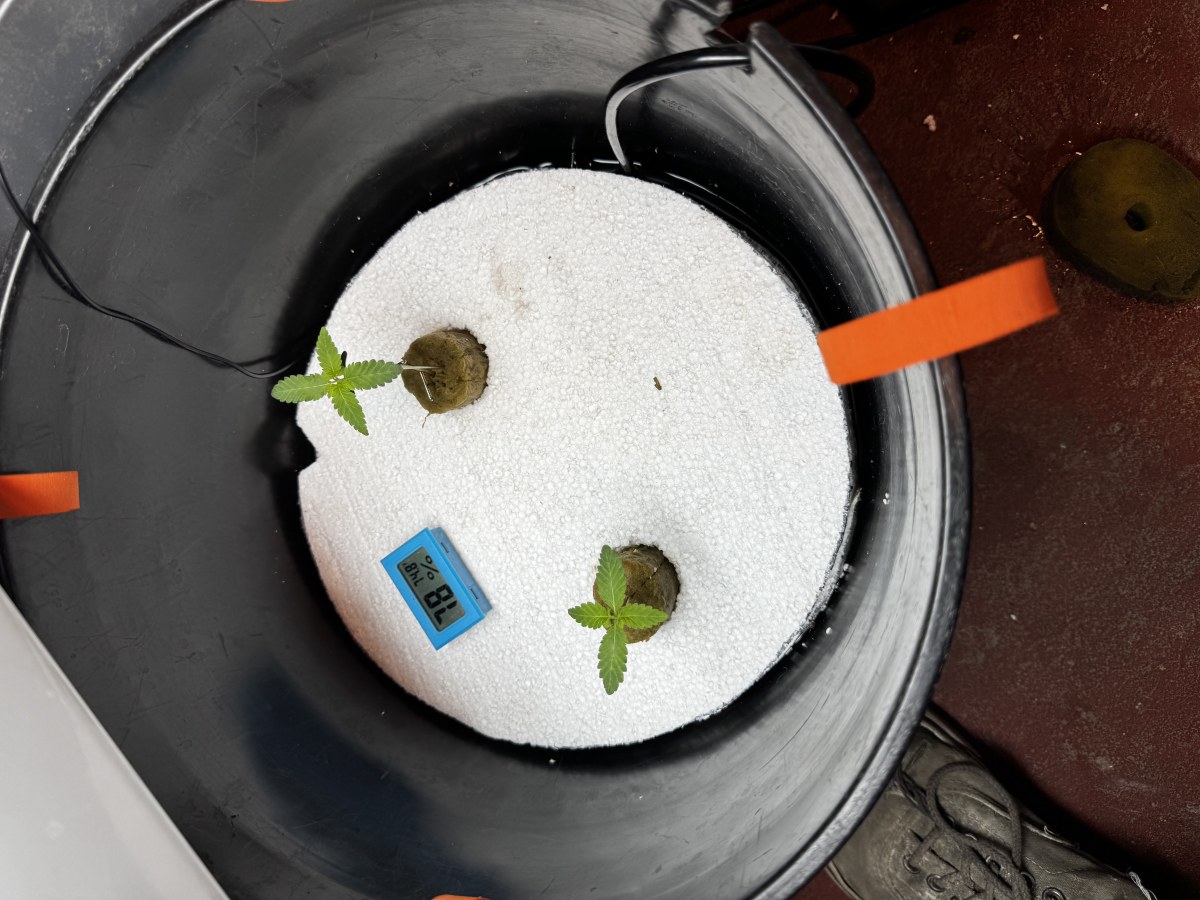bbs-grow-diaries/blimburnseeds-com/user-53356/6c85a6f1f297ad25