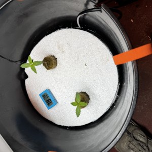 bbs-grow-diaries/blimburnseeds-com/user-53356/6c85a6f1f297ad25