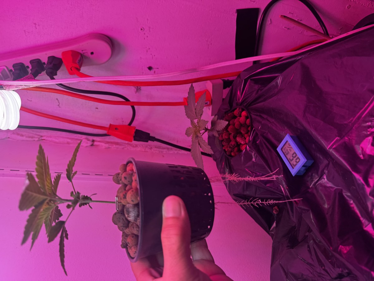 bbs-grow-diaries/blimburnseeds-com/user-53356/7230b4e529a59433