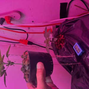 bbs-grow-diaries/blimburnseeds-com/user-53356/7230b4e529a59433