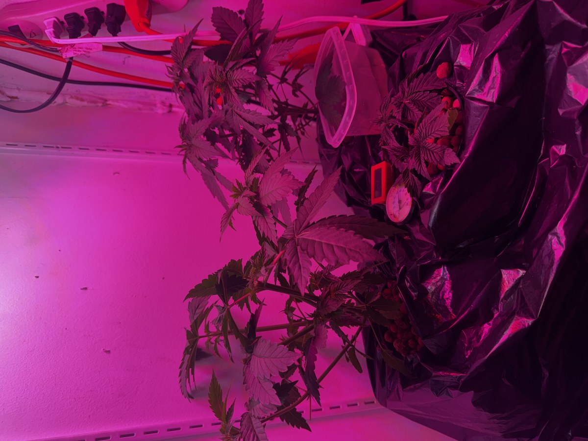 bbs-grow-diaries/blimburnseeds-com/user-53356/8b05094b59fca53f