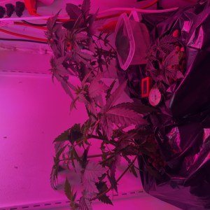 bbs-grow-diaries/blimburnseeds-com/user-53356/8b05094b59fca53f