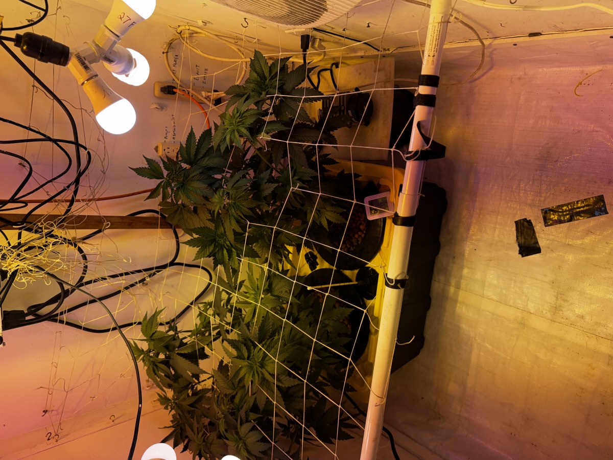bbs-grow-diaries/blimburnseeds-com/user-53356/8e339044281d8876
