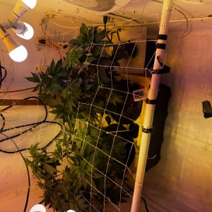 bbs-grow-diaries/blimburnseeds-com/user-53356/8e339044281d8876