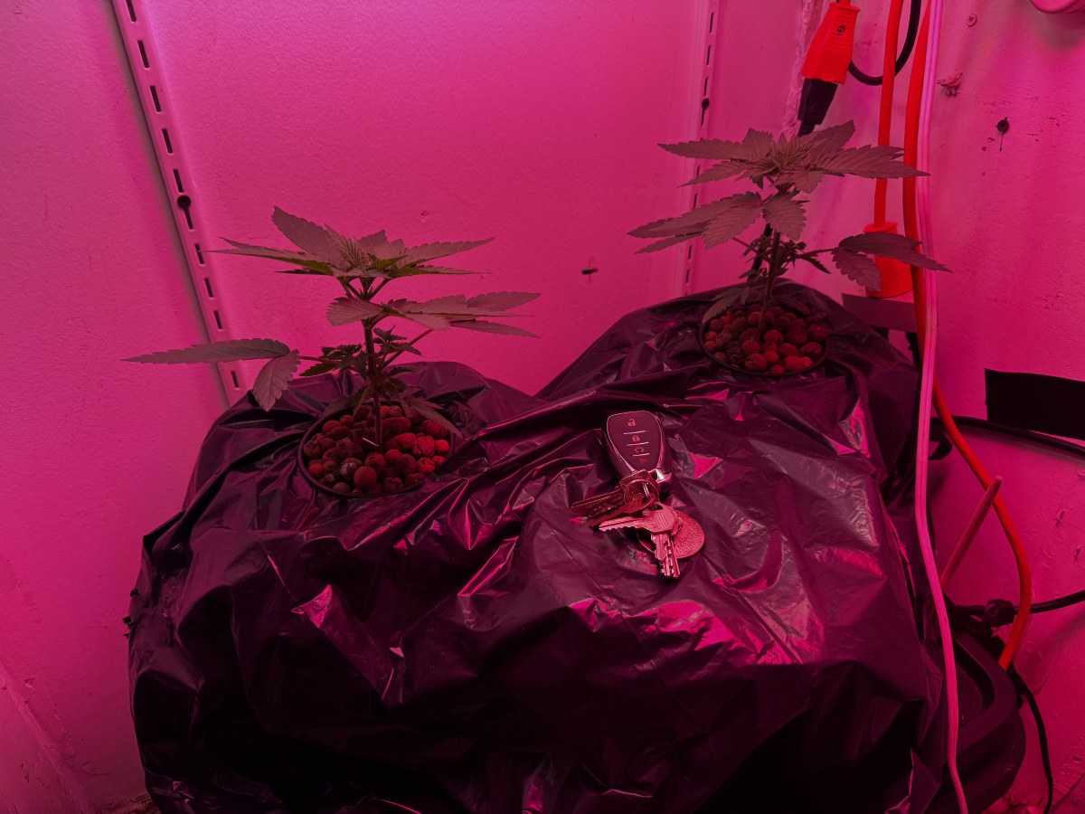 bbs-grow-diaries/blimburnseeds-com/user-53356/b338395222dc3a72
