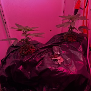bbs-grow-diaries/blimburnseeds-com/user-53356/b338395222dc3a72