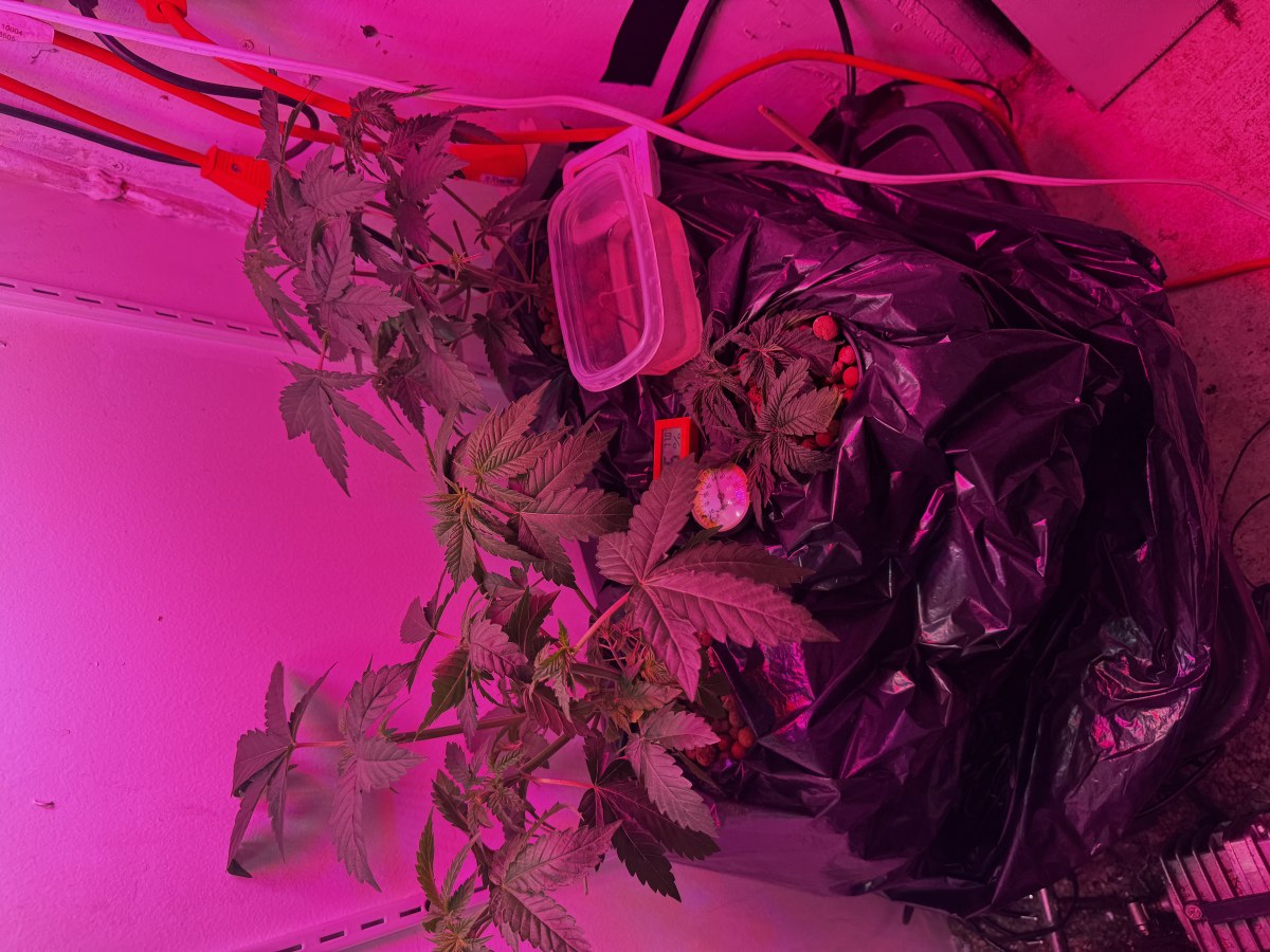 bbs-grow-diaries/blimburnseeds-com/user-53356/b64c96626ffe405c