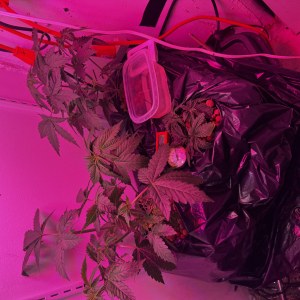 bbs-grow-diaries/blimburnseeds-com/user-53356/b64c96626ffe405c