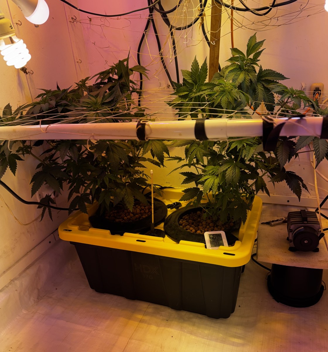 bbs-grow-diaries/blimburnseeds-com/user-53356/b88d564a3c464d62