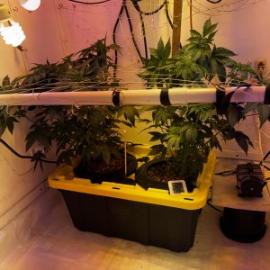 bbs-grow-diaries/blimburnseeds-com/user-53356/b88d564a3c464d62