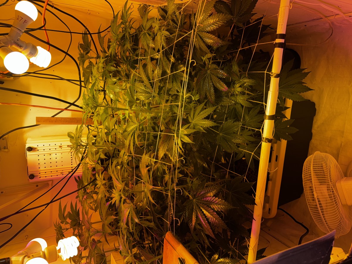 bbs-grow-diaries/blimburnseeds-com/user-53356/ca14635eaad76648