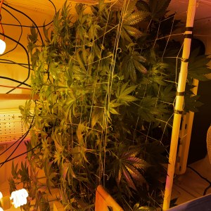 bbs-grow-diaries/blimburnseeds-com/user-53356/ca14635eaad76648
