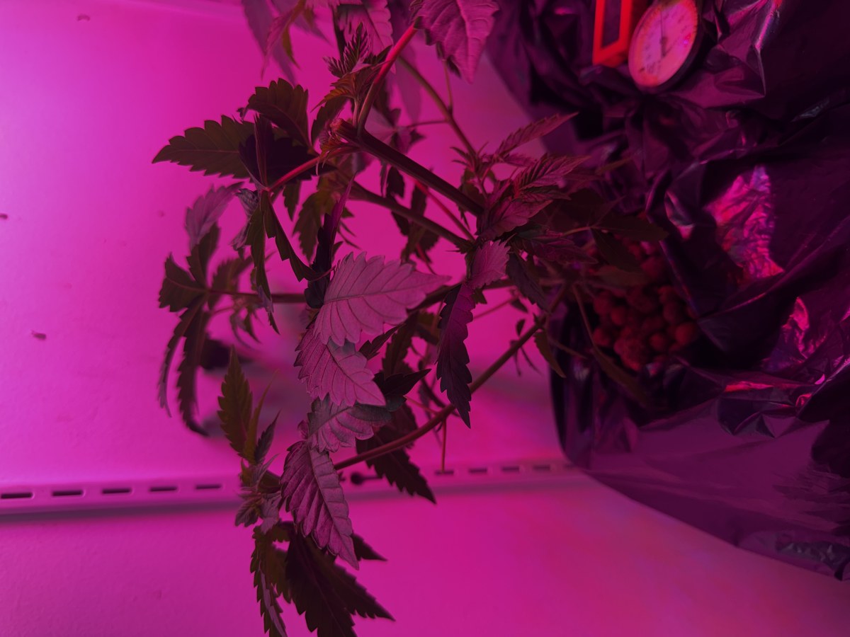 bbs-grow-diaries/blimburnseeds-com/user-53356/d38f76a00fb7c646