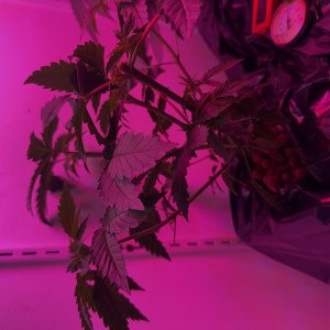 bbs-grow-diaries/blimburnseeds-com/user-53356/d38f76a00fb7c646