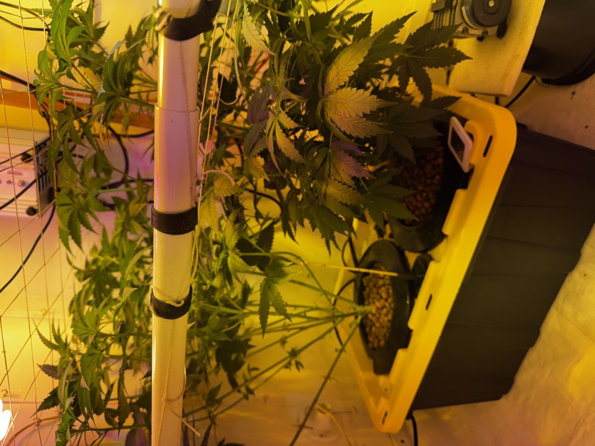 bbs-grow-diaries/blimburnseeds-com/user-53356/d4099631085fb8ba