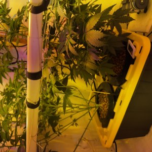 bbs-grow-diaries/blimburnseeds-com/user-53356/d4099631085fb8ba