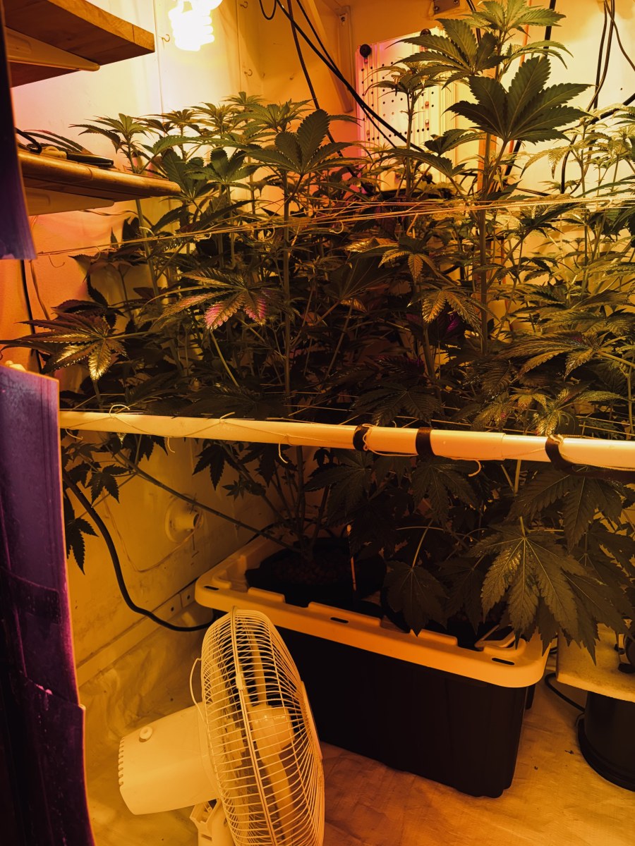 bbs-grow-diaries/blimburnseeds-com/user-53356/d8a502d039ae1011