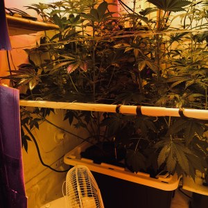 bbs-grow-diaries/blimburnseeds-com/user-53356/d8a502d039ae1011