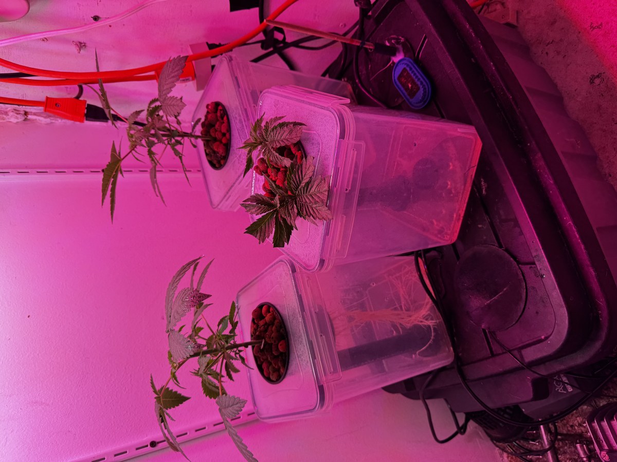 bbs-grow-diaries/blimburnseeds-com/user-53356/df812840af0b7fb2
