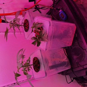 bbs-grow-diaries/blimburnseeds-com/user-53356/df812840af0b7fb2