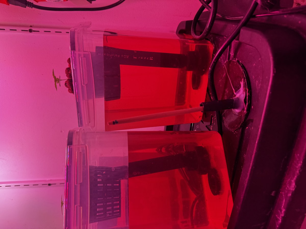 bbs-grow-diaries/blimburnseeds-com/user-53356/eb167390de3a8905