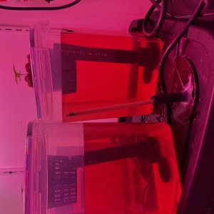 bbs-grow-diaries/blimburnseeds-com/user-53356/eb167390de3a8905