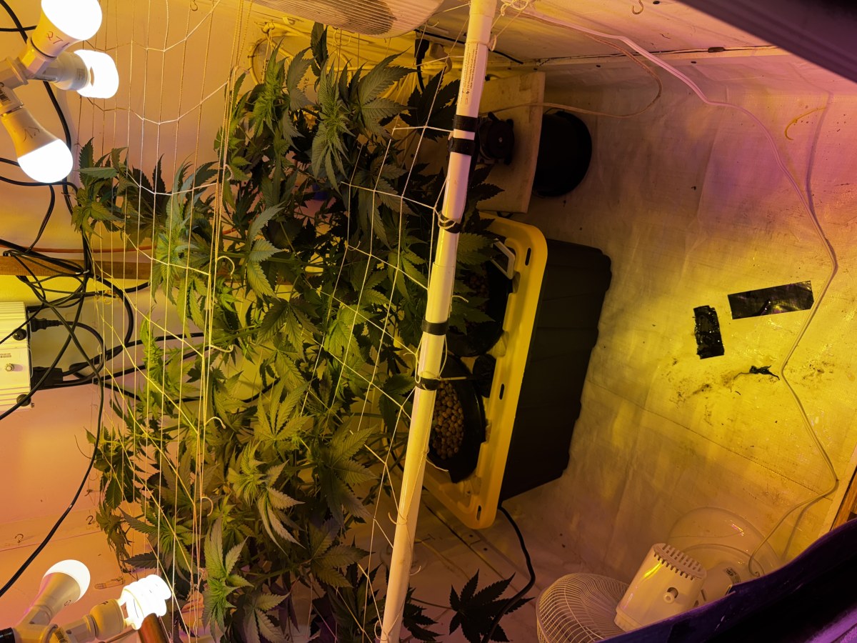 bbs-grow-diaries/blimburnseeds-com/user-53356/fc61dc4f03389d67