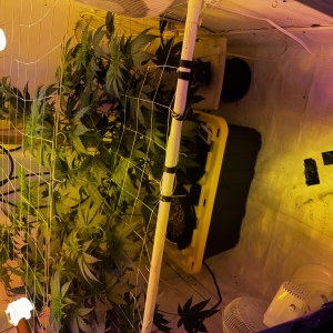 bbs-grow-diaries/blimburnseeds-com/user-53356/fc61dc4f03389d67